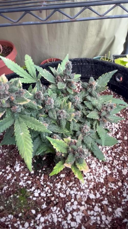 Lsd-25 auto #1