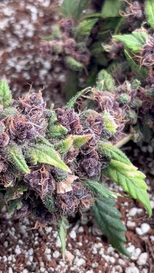 Lsd-25 auto #2