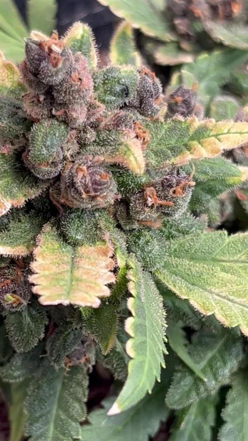 Lsd-25 auto #1