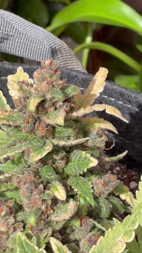 Lsd-25 auto #1