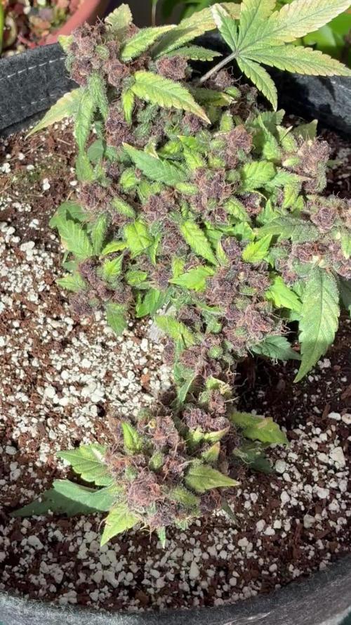 Lsd-25 auto #2
