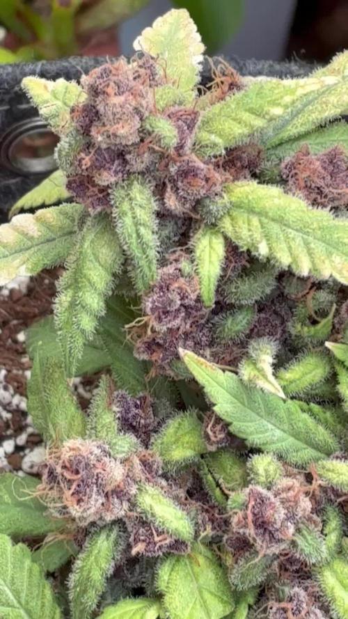 Lsd-25 auto #2