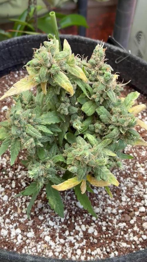 Lsd-25 auto #1