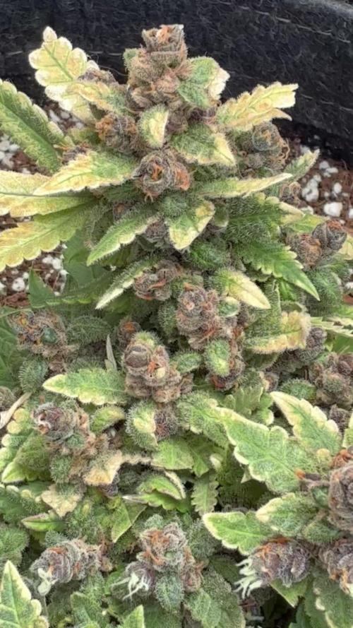 Lsd-25 auto #1