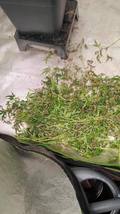 Organic grow