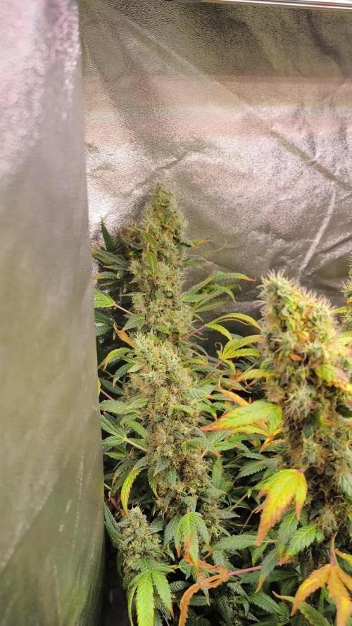 Organic grow