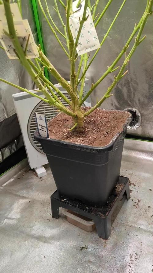 Organic grow