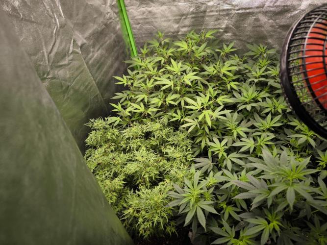 1 Reguläre steckling + 3 femis. Week 5