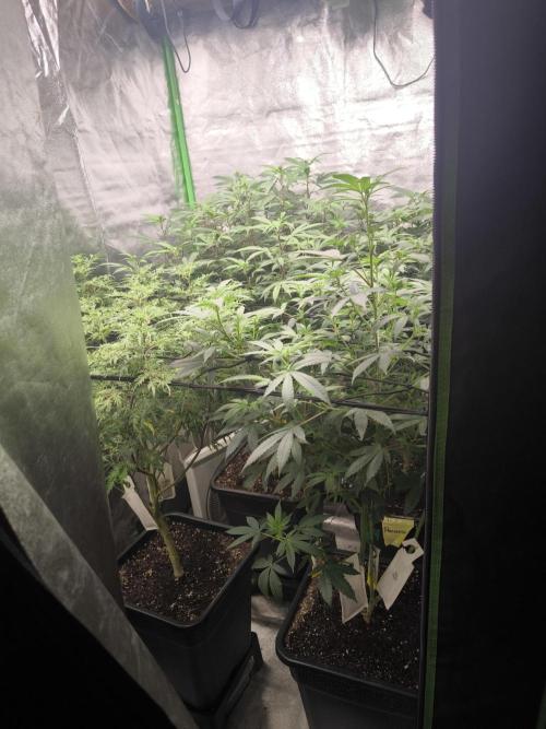 1 Reguläre steckling + 3 femis. Week 5