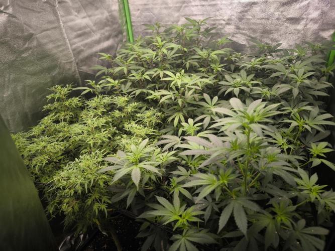 1 Reguläre steckling + 3 femis. Week 5