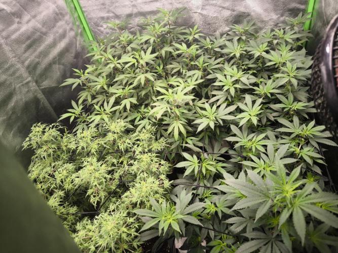 1 Reguläre steckling + 3 femis. Week 5