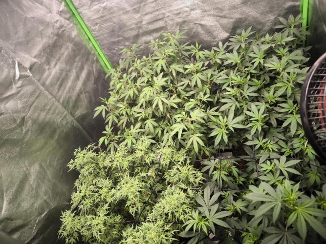 1 Reguläre steckling + 3 femis. Week 5