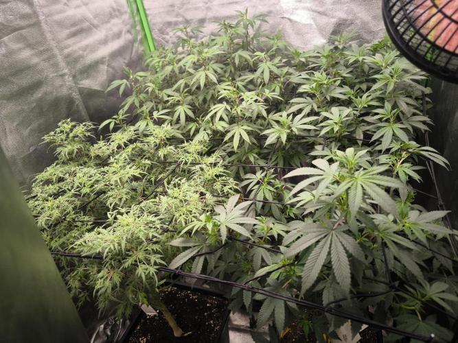 1 Reguläre steckling + 3 femis. Week 5