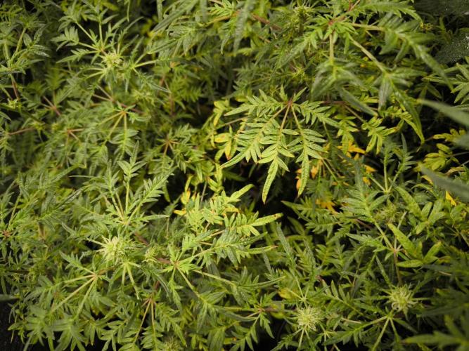 1 Reguläre steckling + 3 femis. Week 6