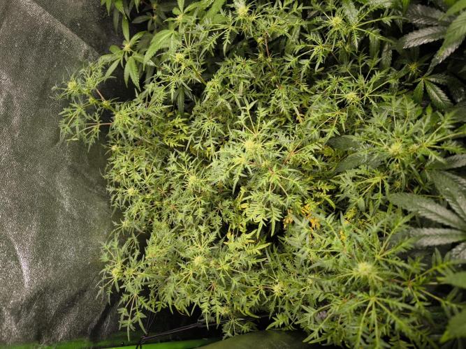 1 Reguläre steckling + 3 femis. Week 6