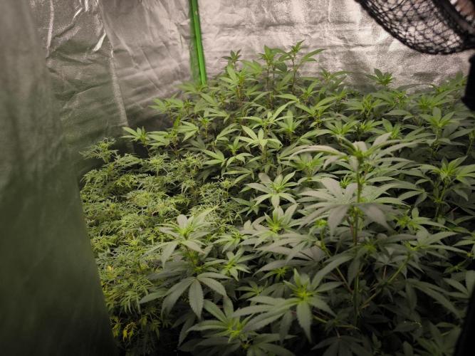 1 Reguläre steckling + 3 femis. Week 6