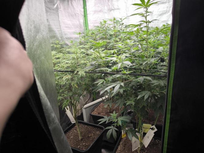 1 Reguläre steckling + 3 femis. Week 6