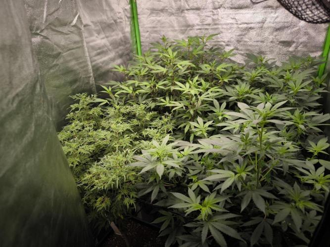 1 Reguläre steckling + 3 femis. Week 6