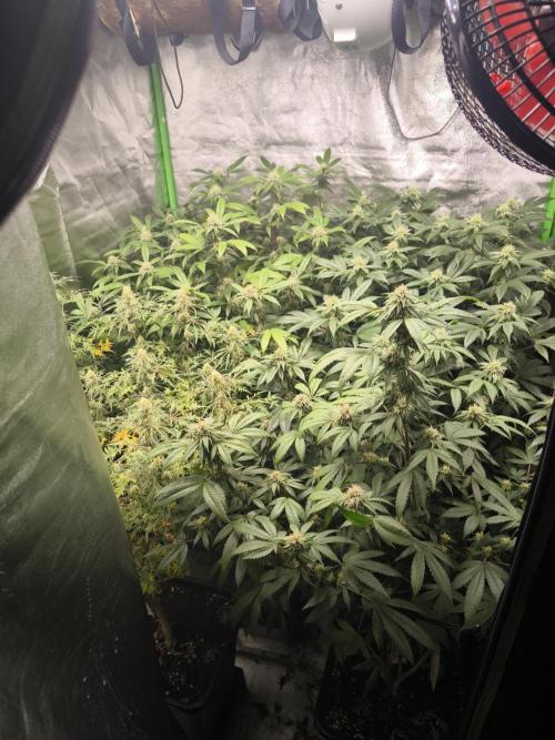 1 Reguläre steckling + 3 femis. Week 7