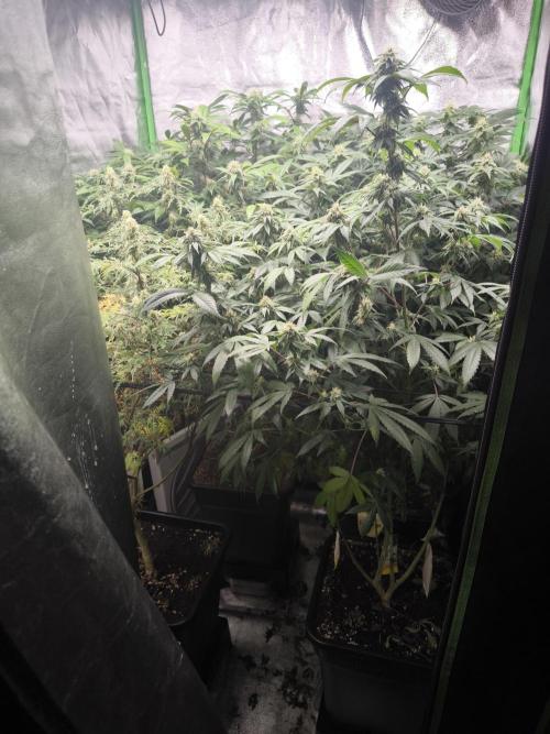 1 Reguläre steckling + 3 femis. Week 7