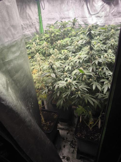 1 Reguläre steckling + 3 femis. Week 7