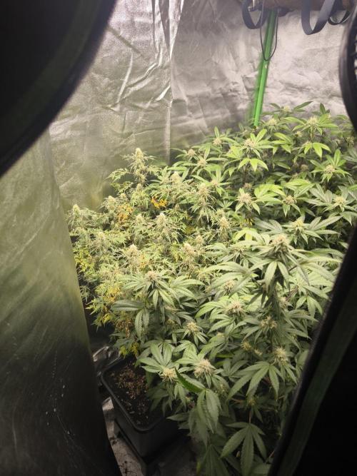 1 Reguläre steckling + 3 femis. Week 7