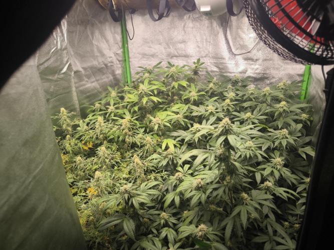 1 Reguläre steckling + 3 femis. Week 7