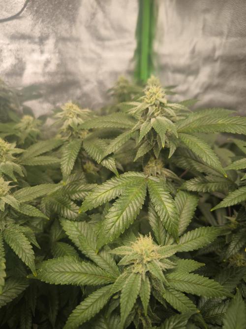 1 Reguläre steckling + 3 femis. Week 8 - Panama Red 