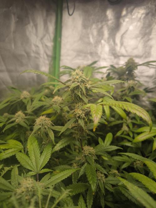 1 Reguläre steckling + 3 femis. Week 8 - Orange hippo