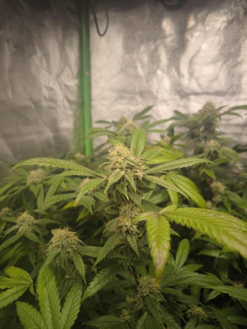 1 Reguläre steckling + 3 femis. Week 8