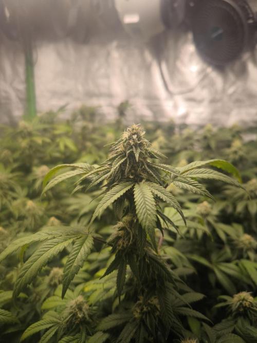 1 Reguläre steckling + 3 femis. Week 8 - Random seed