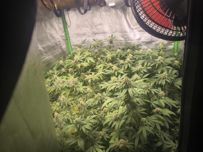 1 Reguläre steckling + 3 femis. Week 8