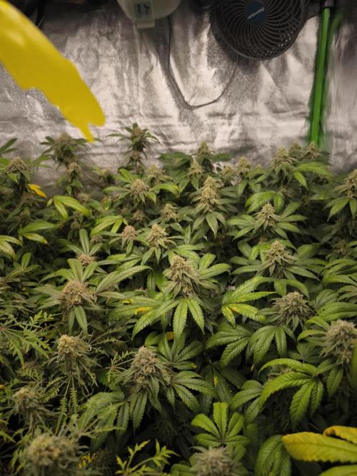 1 Reguläre steckling + 3 femis. Week 9