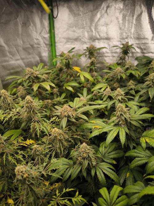 1 Reguläre steckling + 3 femis. Week 9