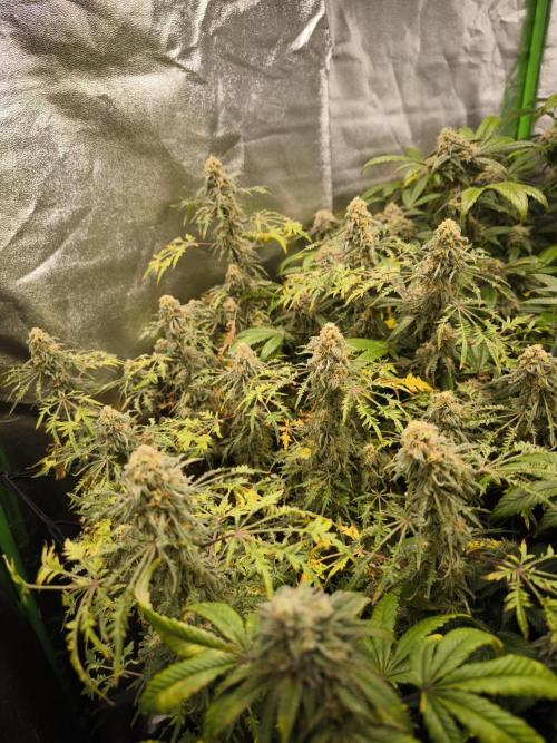 1 Reguläre steckling + 3 femis. Week 9