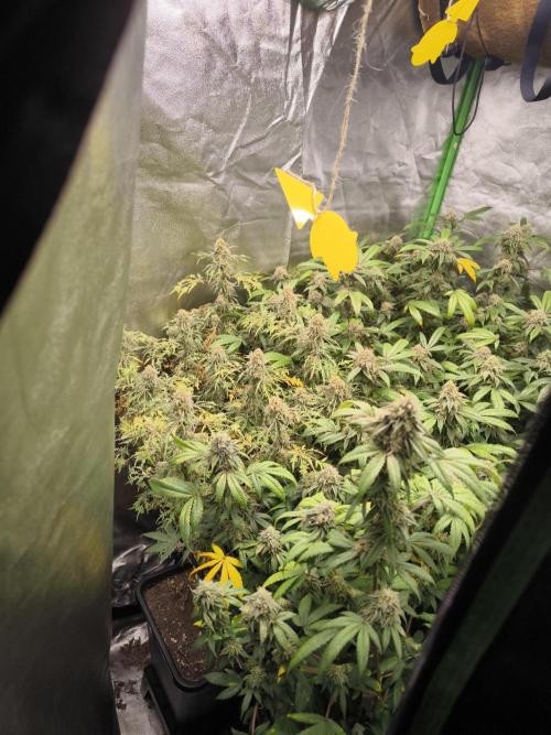 1 Reguläre steckling + 3 femis. Week 9