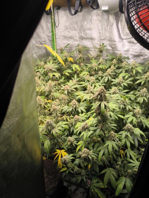 1 Reguläre steckling + 3 femis. Week 9