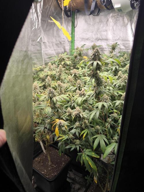 1 Reguläre steckling + 3 femis. Week 9