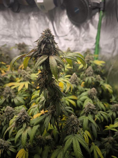 1 Reguläre steckling + 3 femis. Week 10