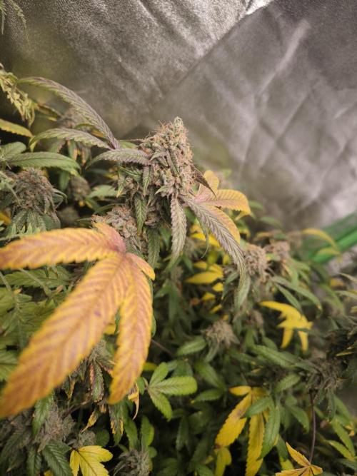 1 Reguläre steckling + 3 femis. Week 10