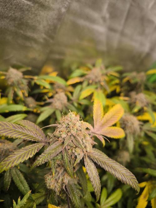 1 Reguläre steckling + 3 femis. Week 10