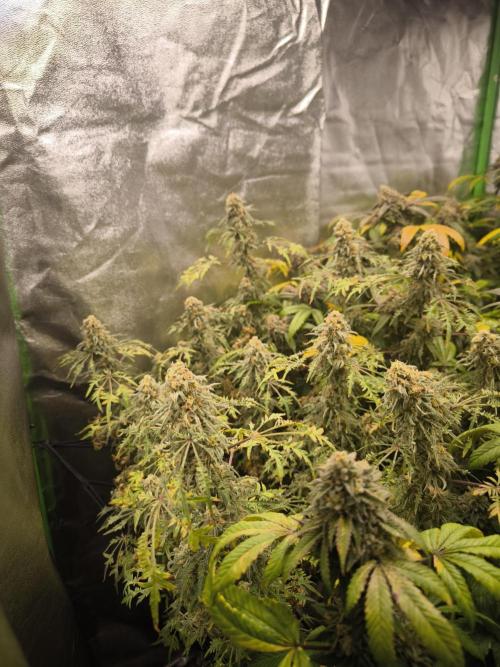 1 Reguläre steckling + 3 femis. Week 10