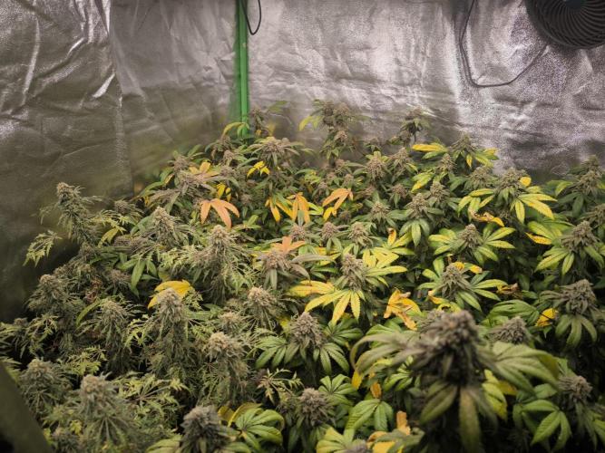 1 Reguläre steckling + 3 femis. Week 10