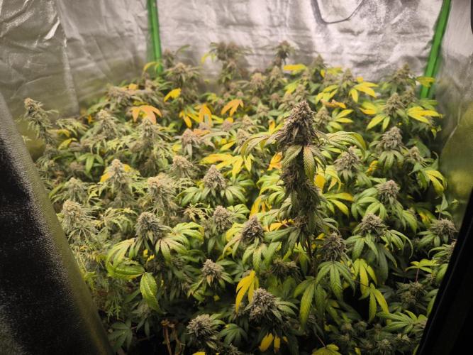 1 Reguläre steckling + 3 femis. Week 10