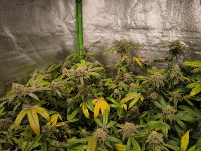 1 Reguläre steckling + 3 femis. Week 10