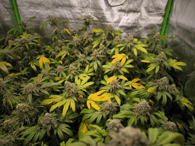 1 Reguläre steckling + 3 femis. Week 10