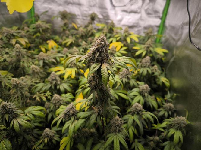 1 Reguläre steckling + 3 femis. Week 10