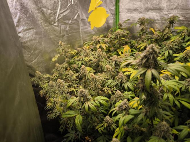 1 Reguläre steckling + 3 femis. Week 10