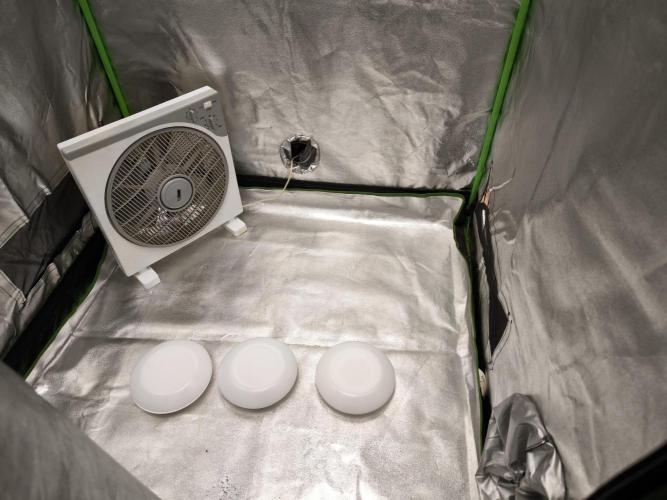 Zamnesia seeds. Week 0