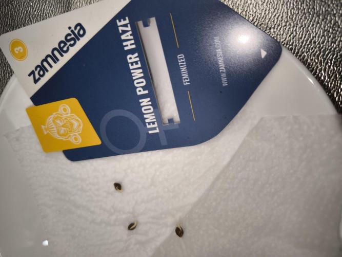 Zamnesia seeds. Week 0